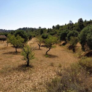 0655 / Balsa de la Sierra