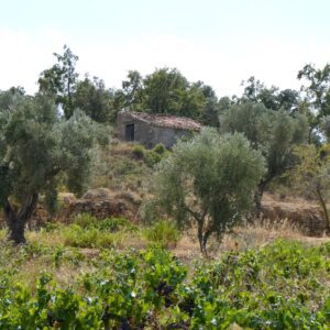 1084 / Villalonch