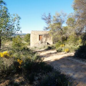 1110 / Santa Cándida