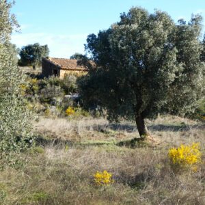 1114 / Vall dels Tolls
