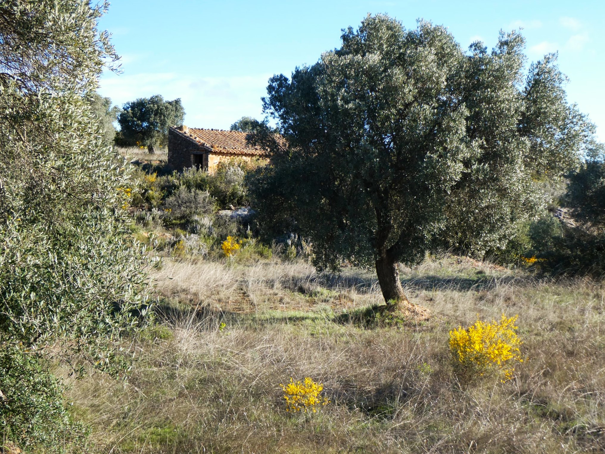 1114 / Vall dels Tolls