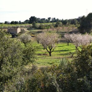 1115 / El Moro